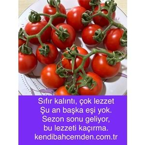 10 Kg Salkım Domates Kargo Dahil